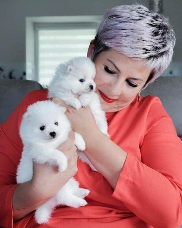 Due fantastici cuccioli di Pomerania T-Cup