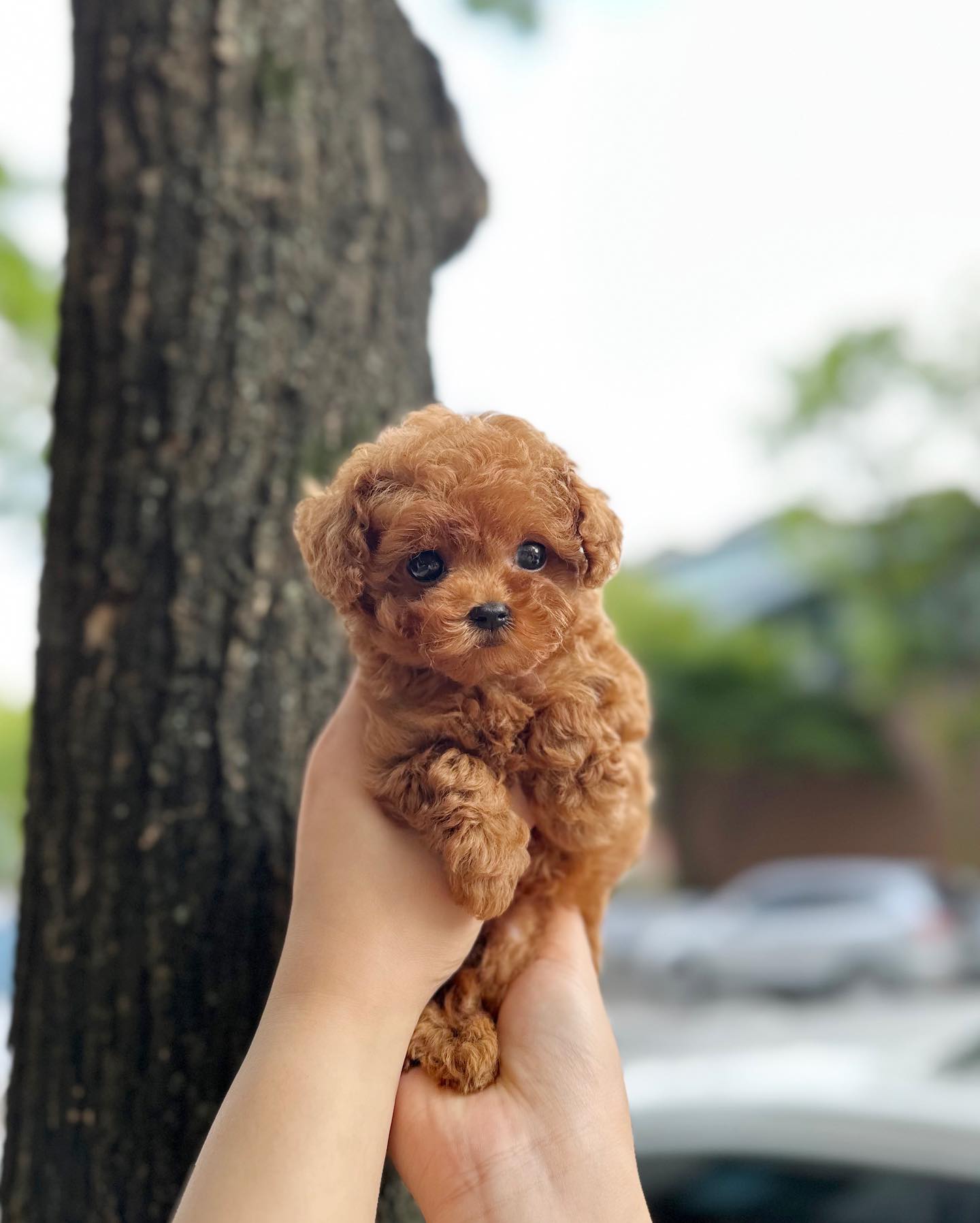 Disponibili cuccioli Barboncini Toy - media 2