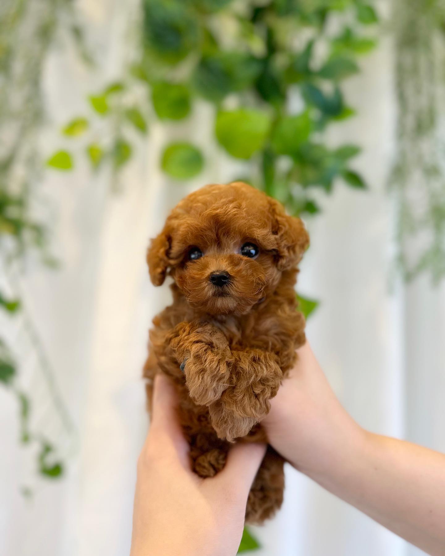 Disponibili cuccioli Barboncini Toy