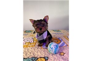 Cuccioli di Yorkie