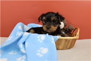 Cuccioli di Yorkie - media 2