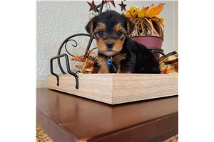 Cuccioli di Yorkie - media 3