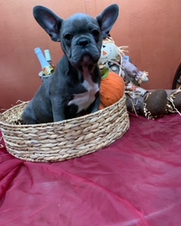 Cucciolo di Bulldog francese