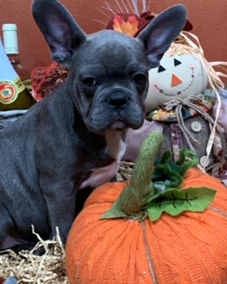 Cucciolo di Bulldog francese