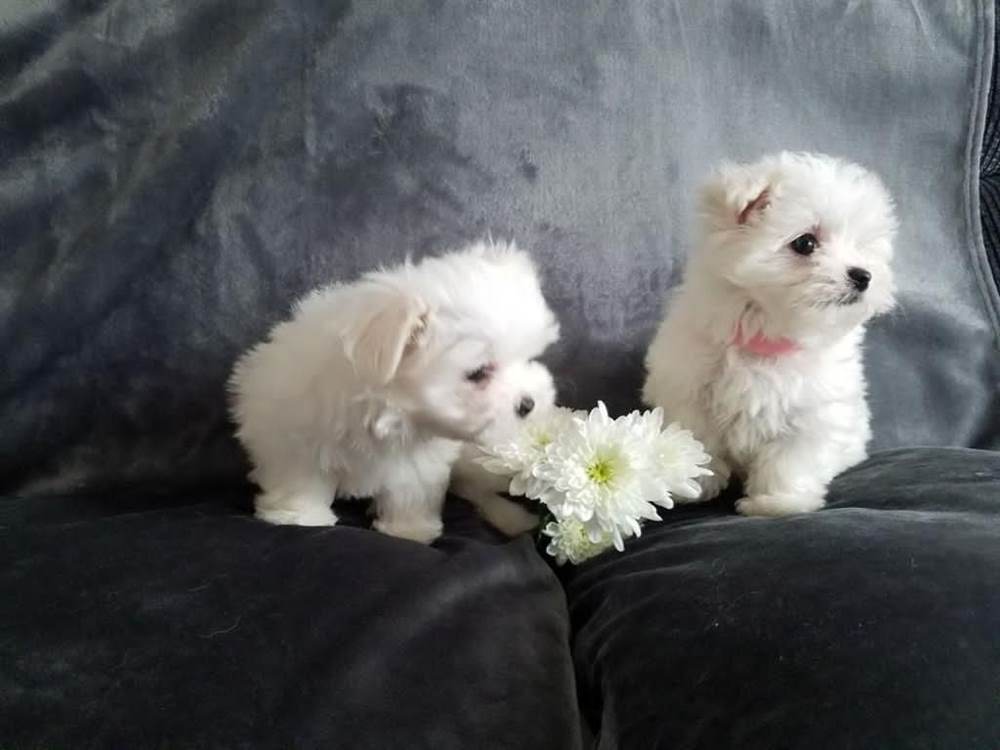Cuccioli di Maltese