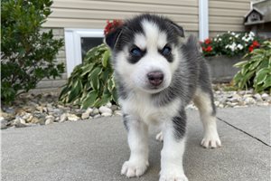 Cucciolo di Husky siberiano