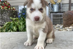 Cucciolo di Husky siberiano