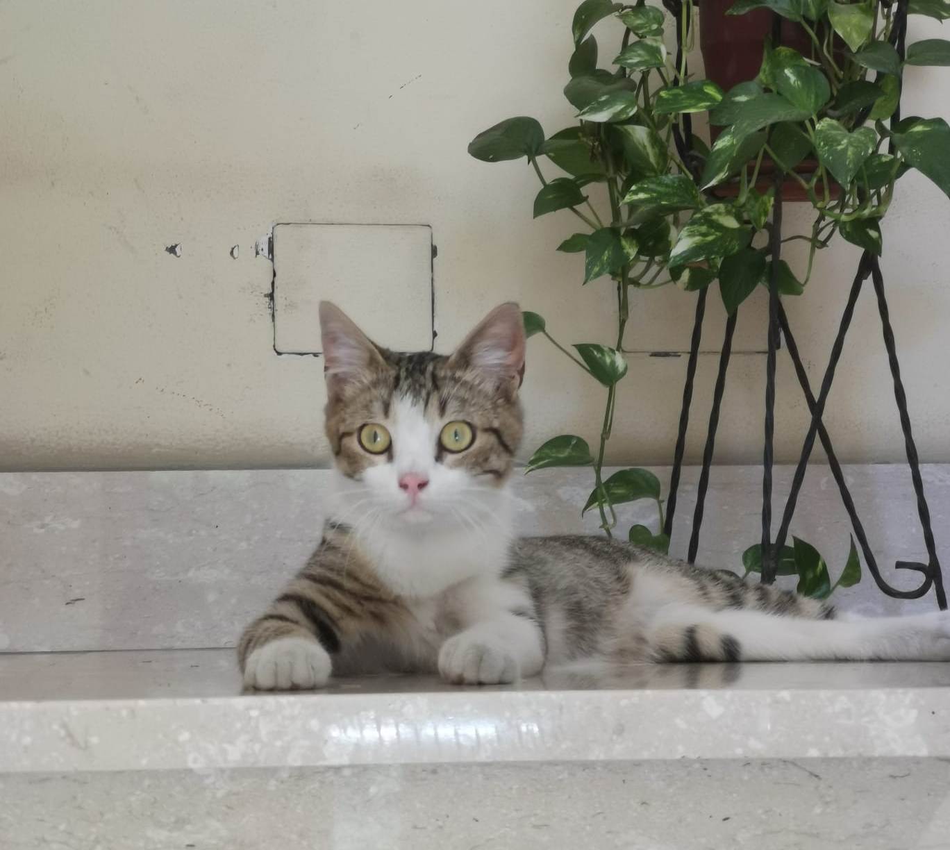 Tommaso: Micio Di 7 Mesi Cerca Famiglia