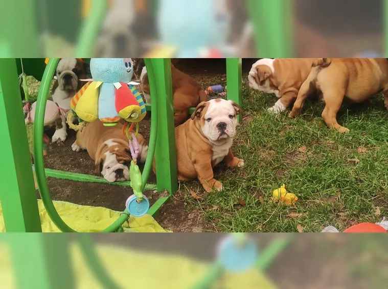 Cuccioli Di Bulldog Inglese. - media 2