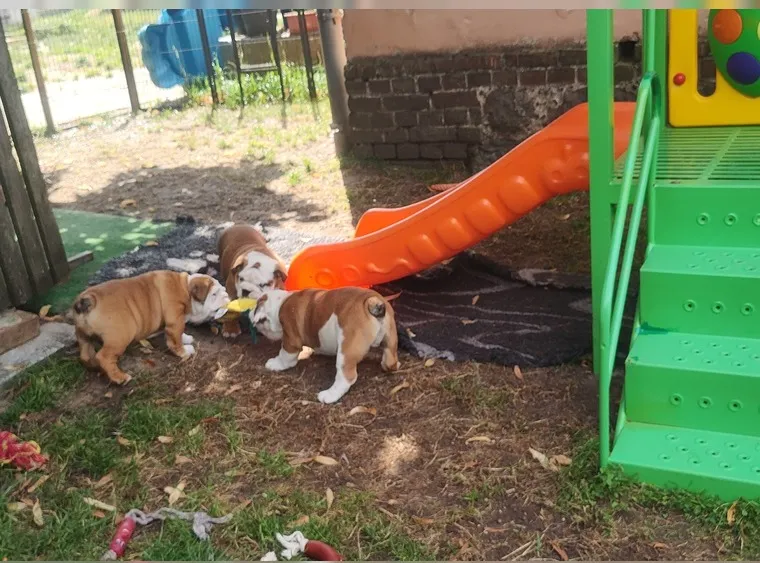 Cuccioli Di Bulldog Inglese. - media 3