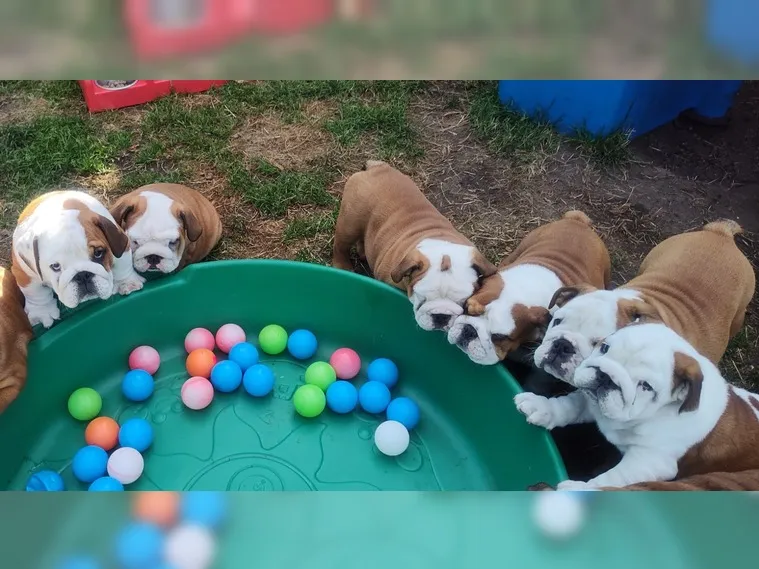 Cuccioli Di Bulldog Inglese. - media 4