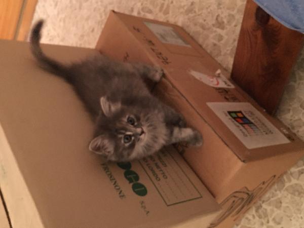 Una bellissima gattina di due mesi cerca casa e tanto affetto 