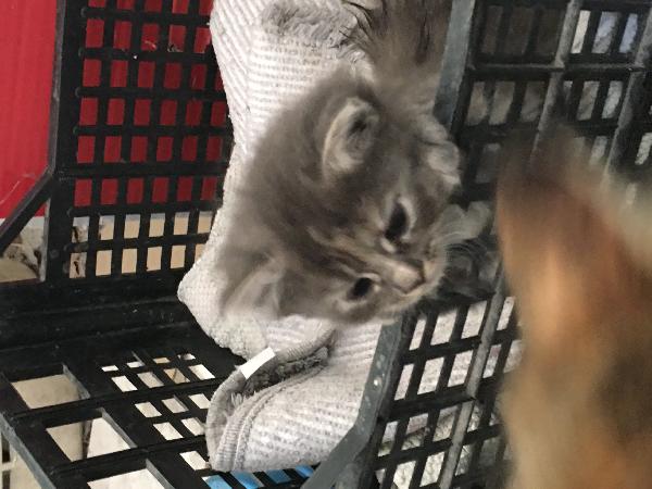 Una bellissima gattina di due mesi cerca casa e tanto affetto  - media 2