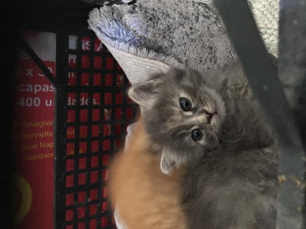 Una bellissima gattina di due mesi cerca casa e tanto affetto  - media 3
