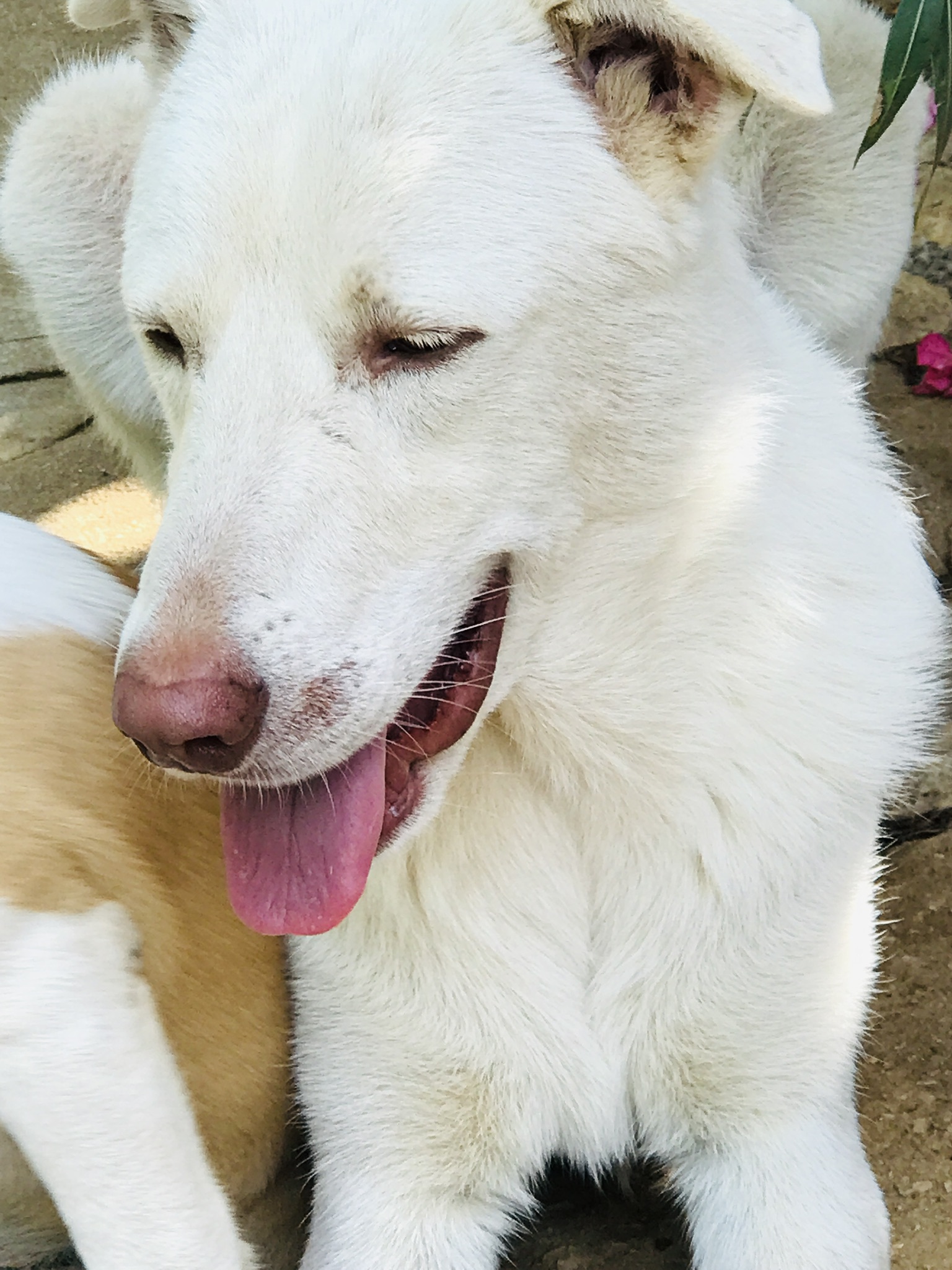 💙🍀 Toby 🍀💙 Dolce Simil Labrador Di Un Anno E Mezzo In Adozione cane a