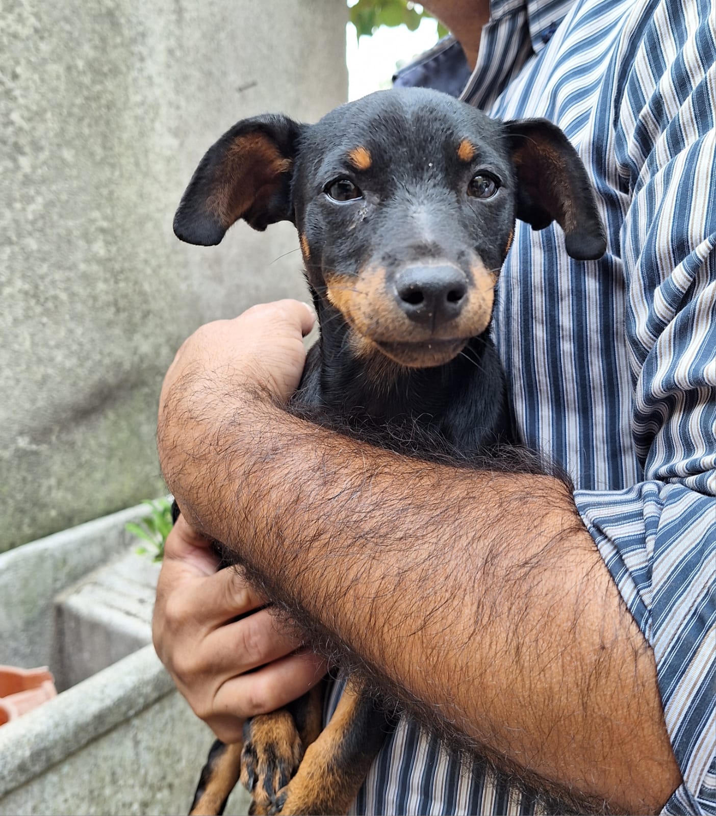 Simil Pinscher Cerca Casa 🏡 ️ cane a Firenze in Regalo