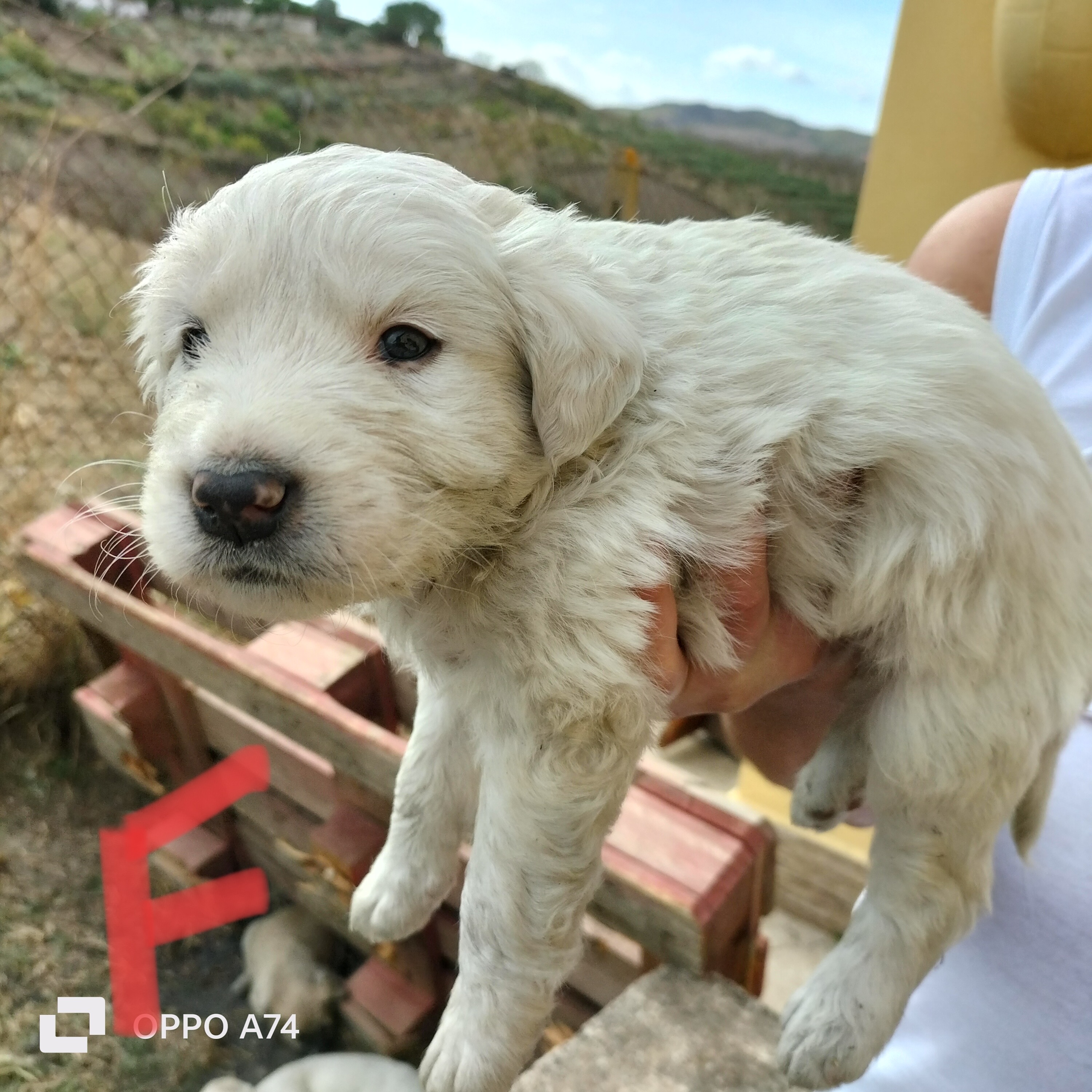 cuccioli di maremmano in regalo