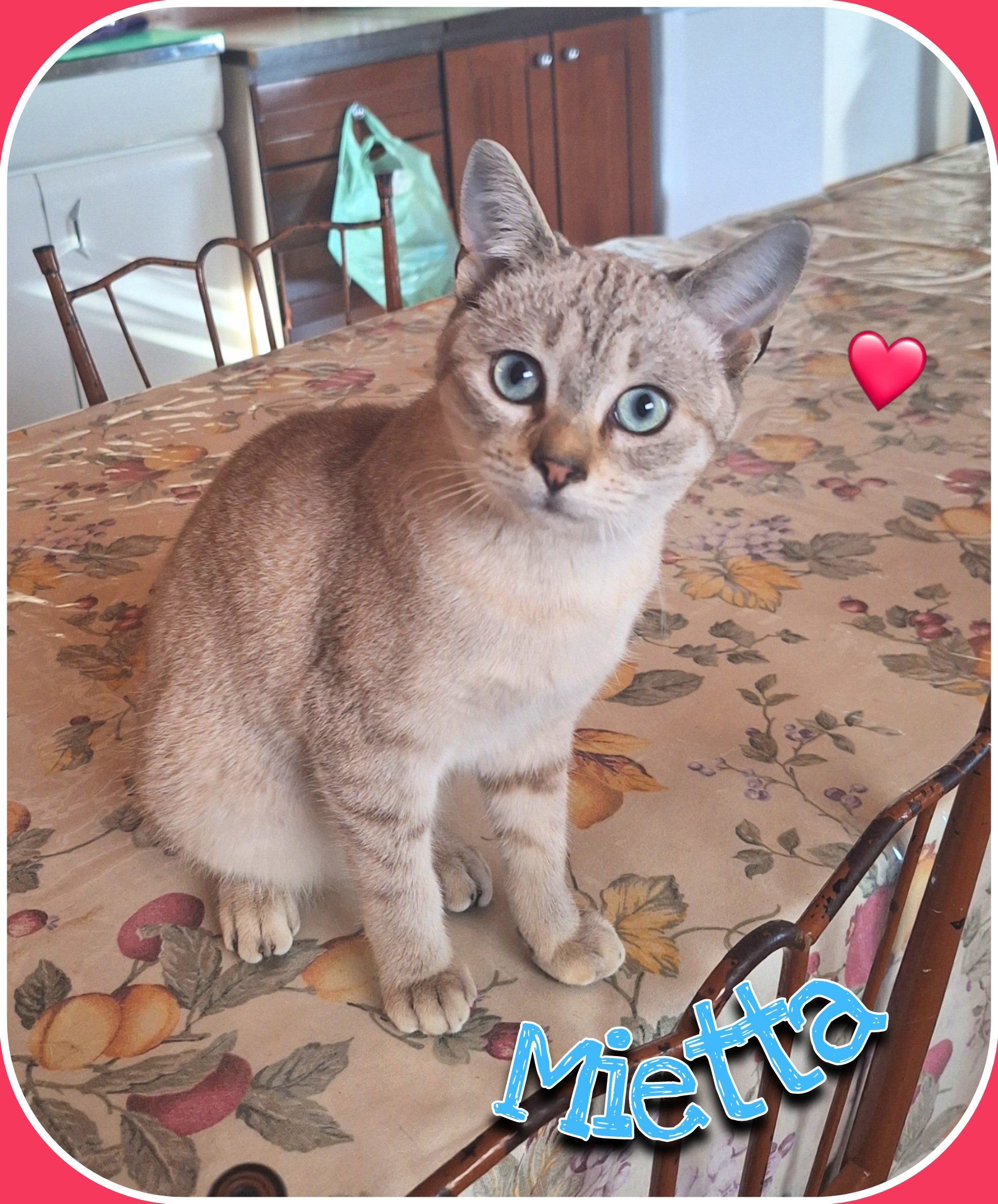 gatti in regalo a pisa