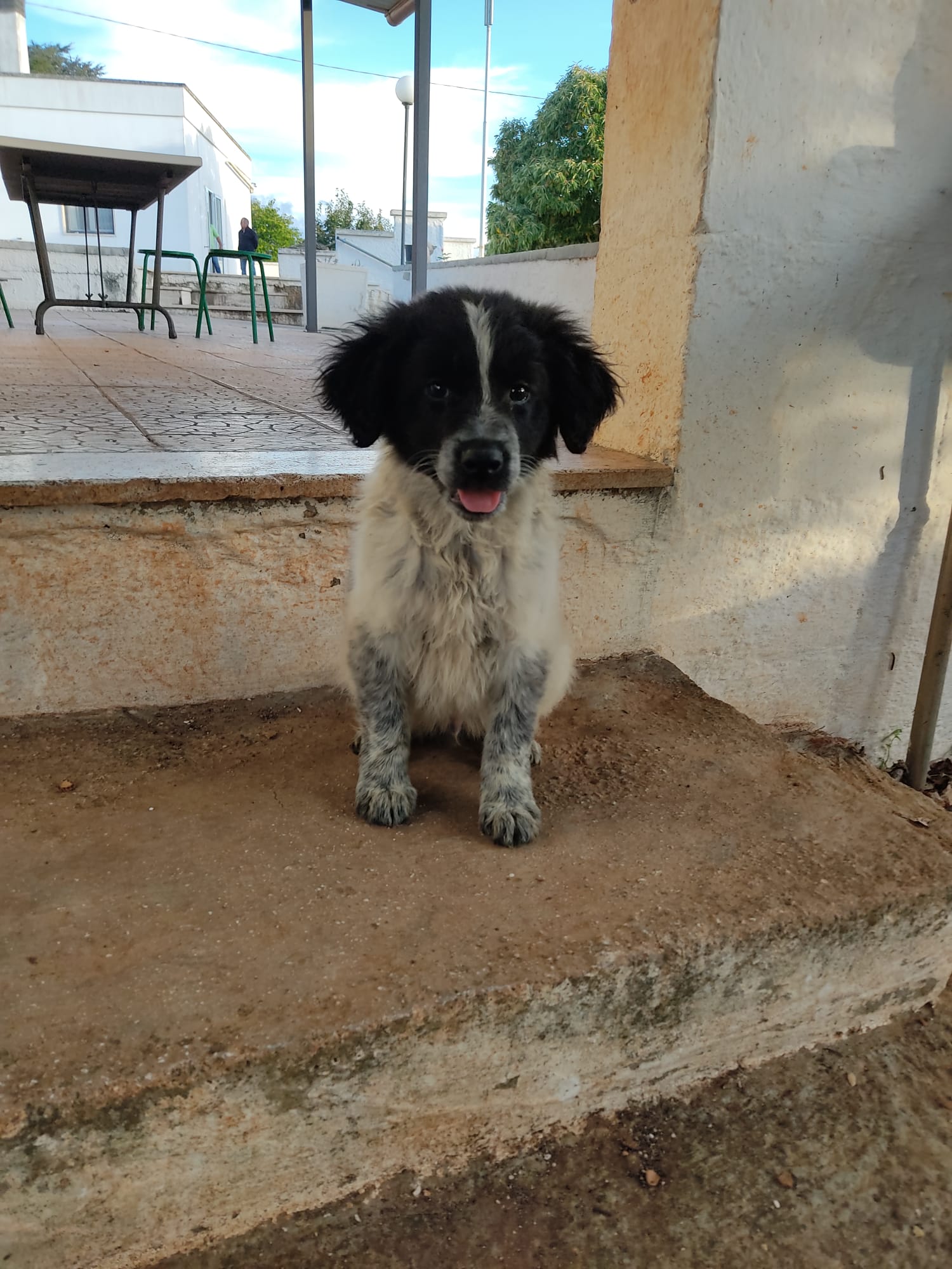 cuccioli in regalo a udine