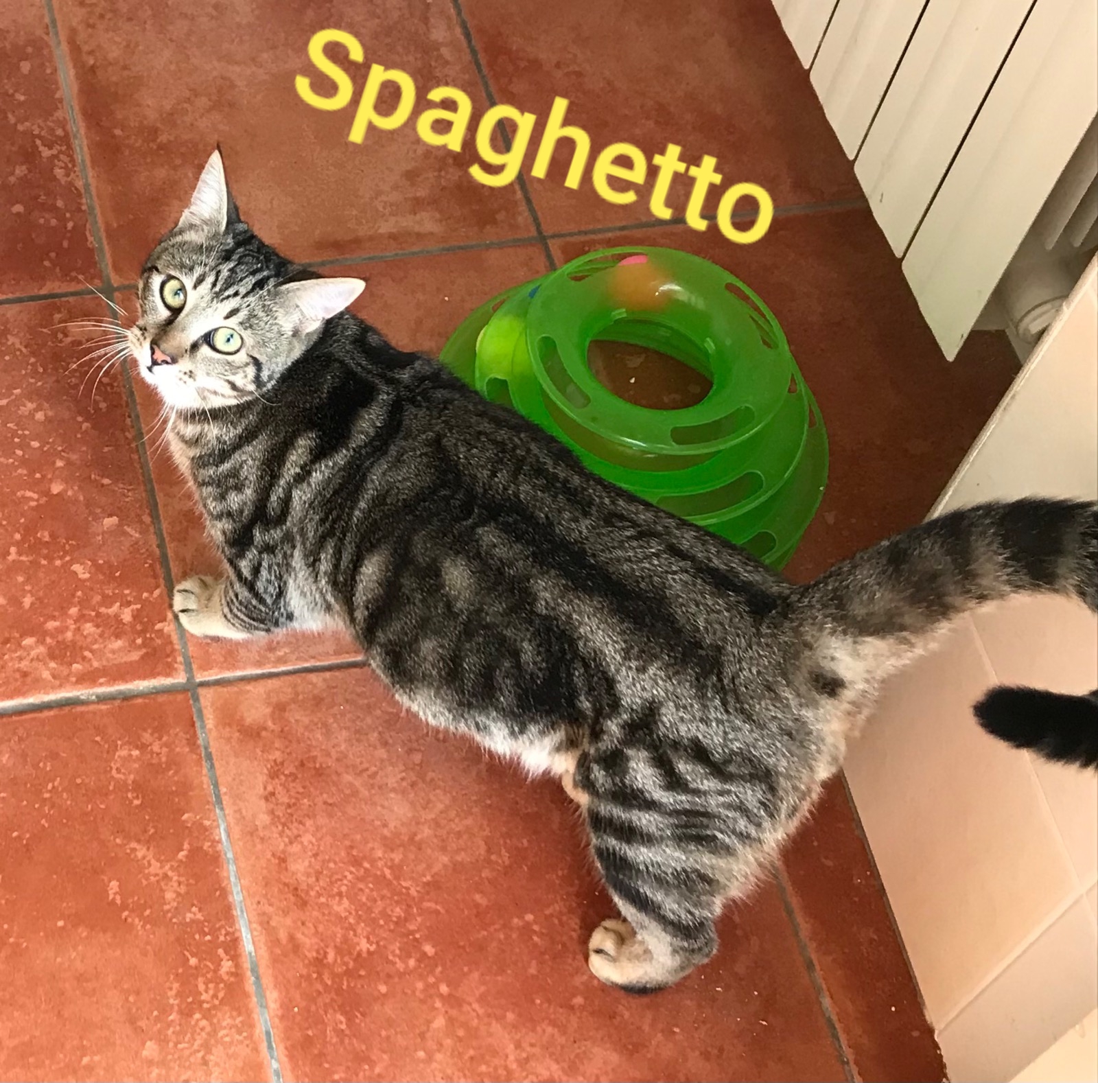 cuccioli in regalo in abruzzo