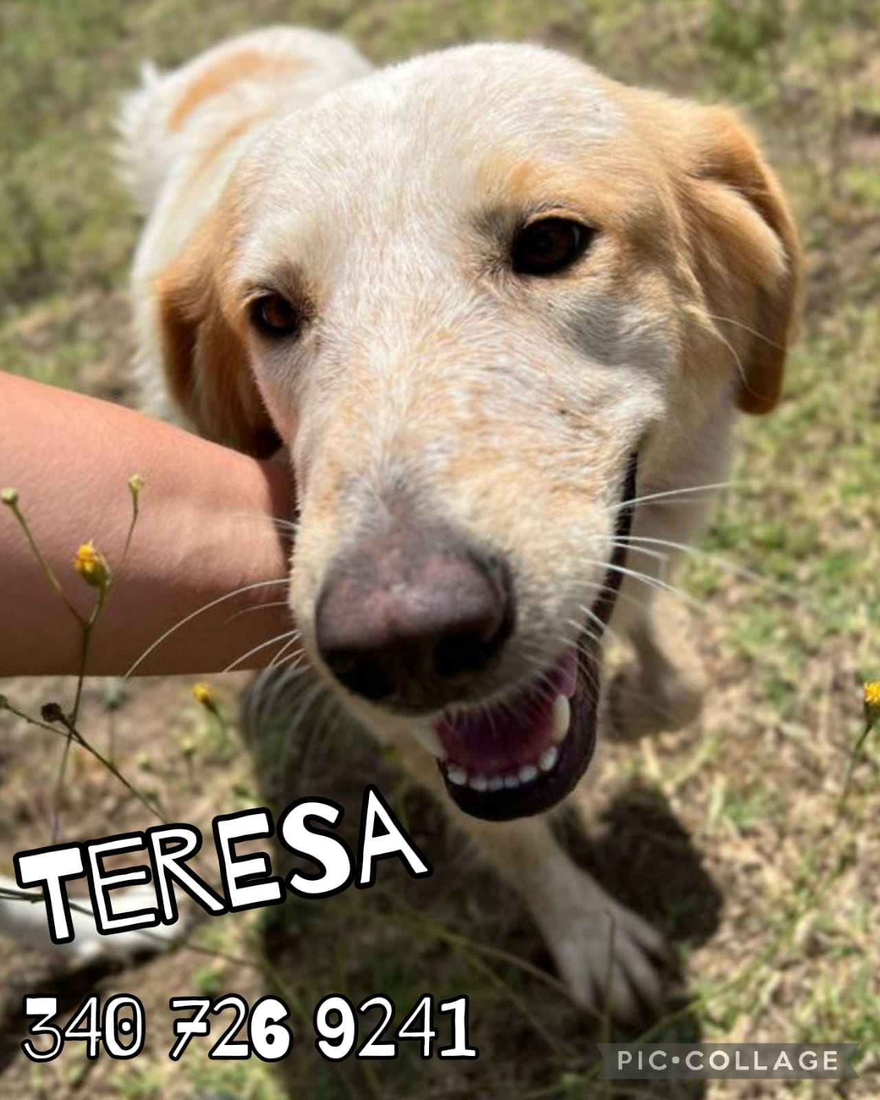 Teresa Cagnolina Di Taglia Media Dolcissima Cerca Famiglia ️ cane a La