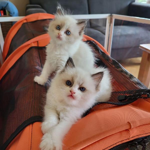 Cuccioli ragdoll disponibili 