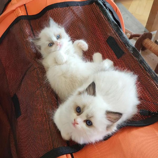 Cuccioli ragdoll disponibili 
