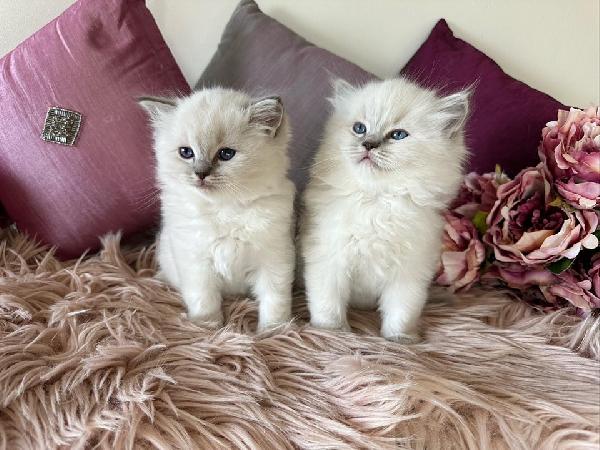 Cuccioli ragdoll disponibili 