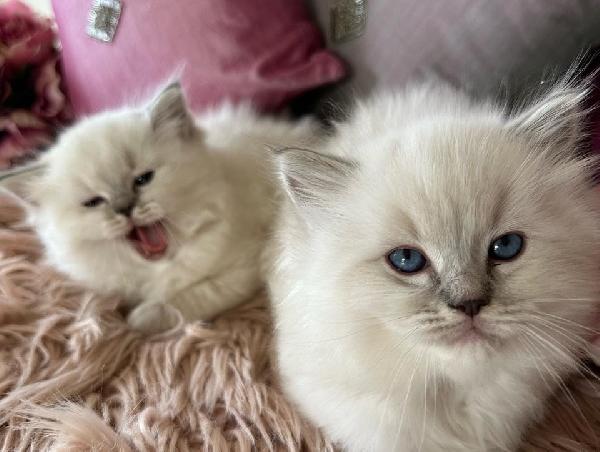 Cuccioli ragdoll disponibili  - media 4