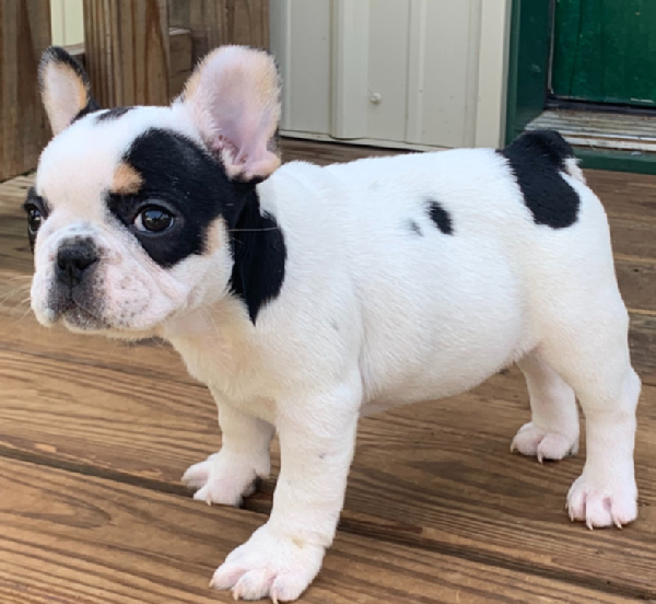 Adorabili cuccioli di Bulldog francese, morbidi trasportini. 