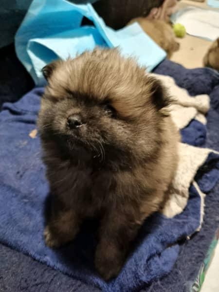 DISPONIBILE ORA! 2 cuccioli femmine di razza Pomerania - media 2
