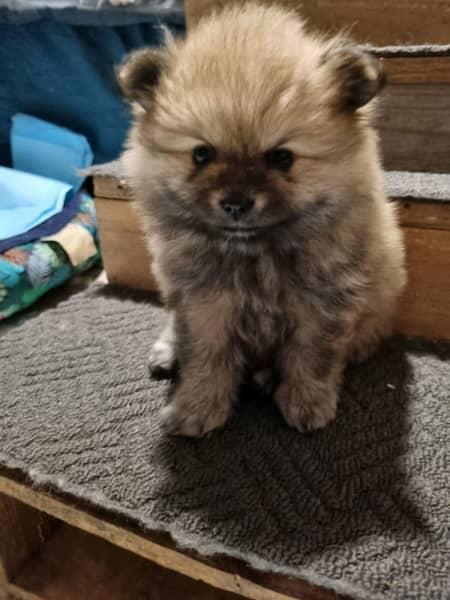 DISPONIBILE ORA! 2 cuccioli femmine di razza Pomerania