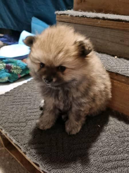 DISPONIBILE ORA! 2 cuccioli femmine di razza Pomerania - media 4