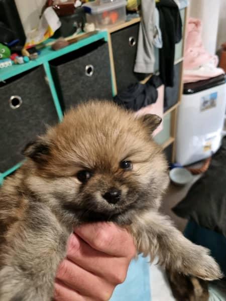 DISPONIBILE ORA! 2 cuccioli femmine di razza Pomerania - media 3