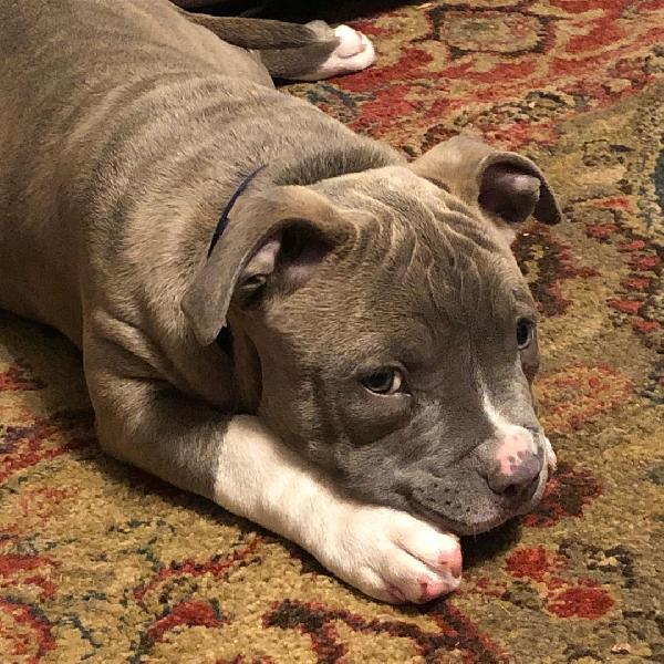 Pitbull