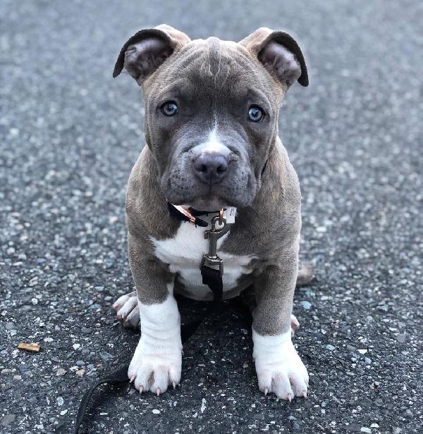 Pitbull - media 4