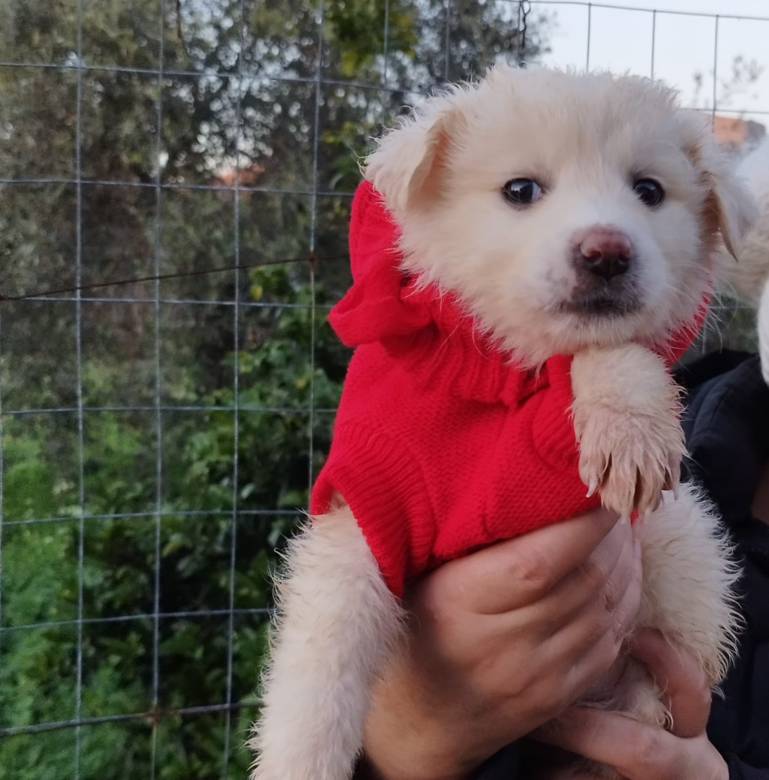 cani in regalo a bologna