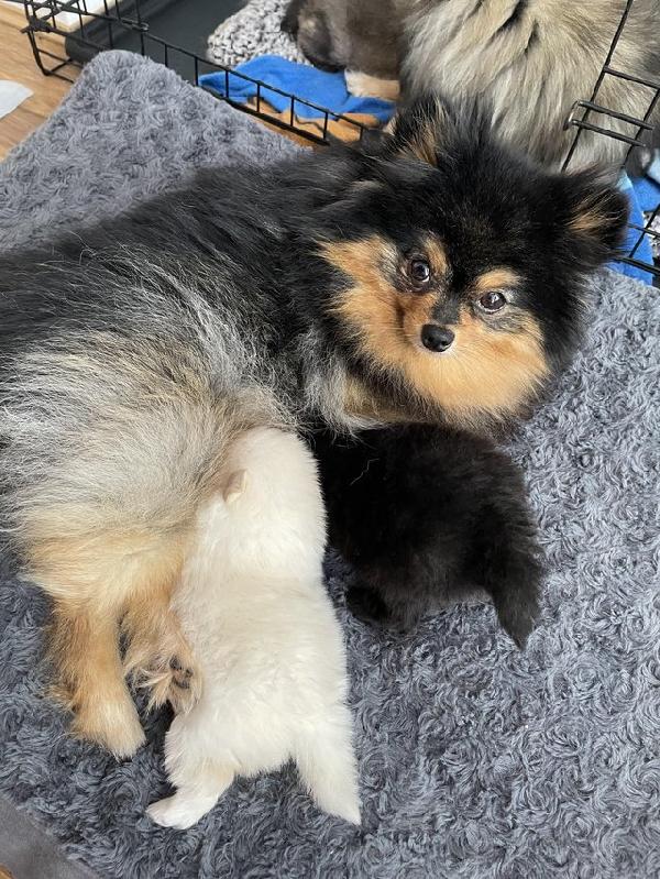 Cuccioli di Pomerania disponibili in vendita