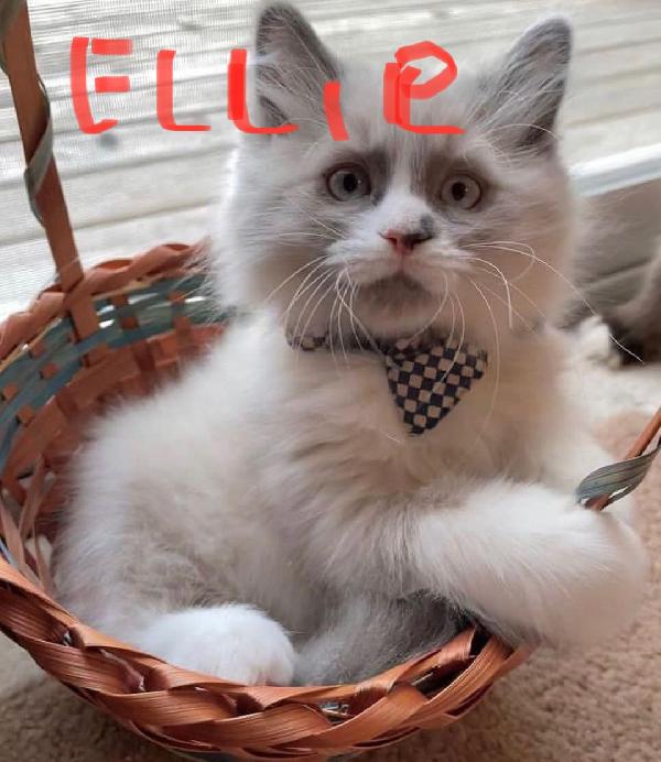 Splendidi gattini Ragdoll completi chiama al numero