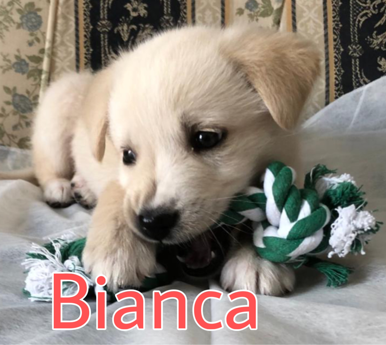 💖 Bianca, Cucciola Simil Labrador cane a La Spezia in Regalo