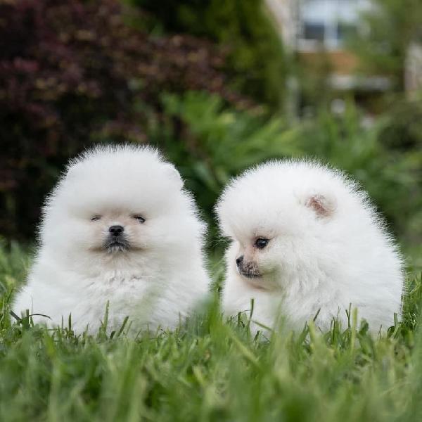 Cuccioli di pomerania maschio o femmina