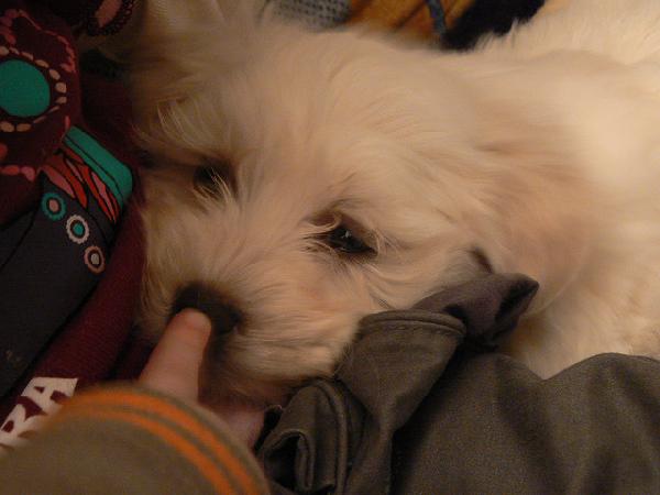 1 femmina maltese L.O.F.