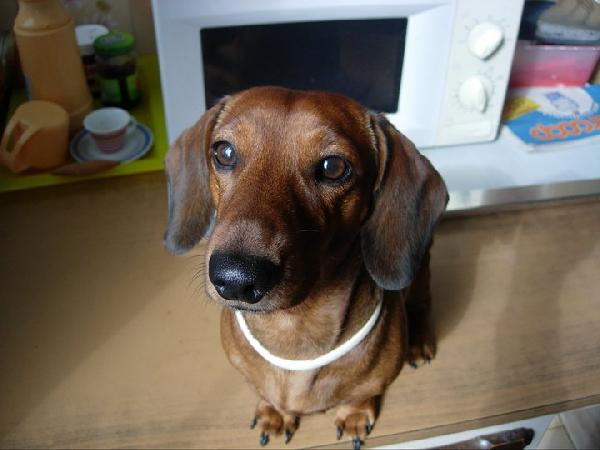 il mo bassotto tuff mi ha detto addio dopo 15 anni di amore