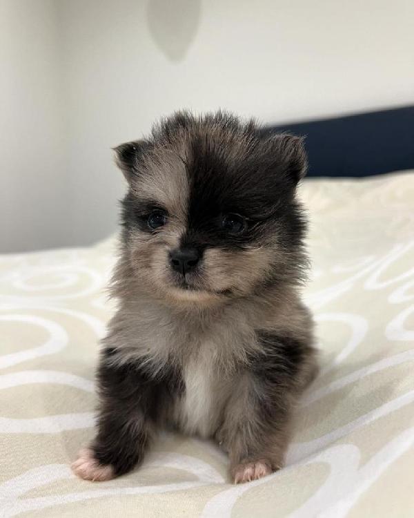 Bellissimo cucciolo di Pomerania maschio e femmina