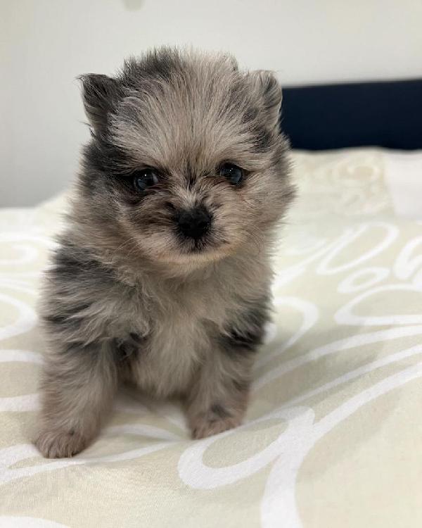 Bellissimo cucciolo di Pomerania maschio e femmina - media 2
