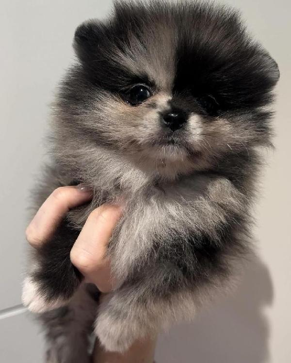 Bellissimo cucciolo di Pomerania maschio e femmina - media 4