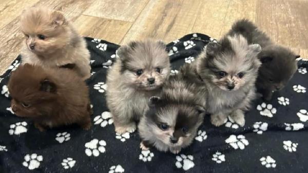 Bellissimo cucciolo di Pomerania maschio e femmina - media 3
