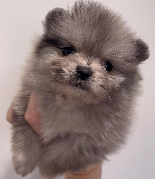 Bellissimo cucciolo di Pomerania maschio e femmina - media 5
