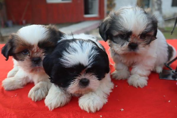 Regalo cuccioli Shih Tzu 