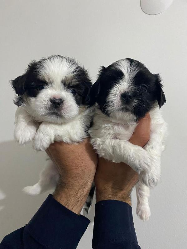 Regalo cuccioli Shih Tzu  - media 2